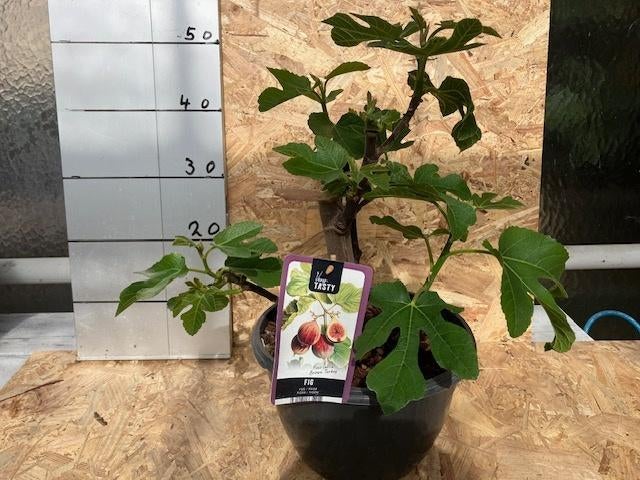 Vijgenplant Bonsai, Ophalen, Minder dan 100 cm, In pot, Zomer