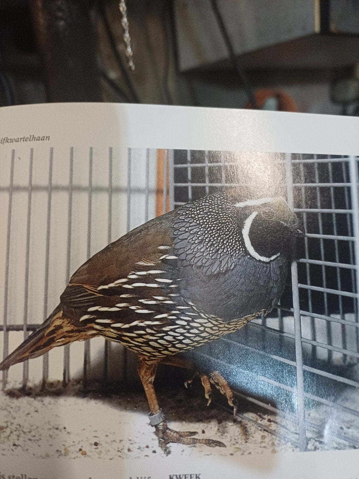 kwartels, Meerdere dieren
