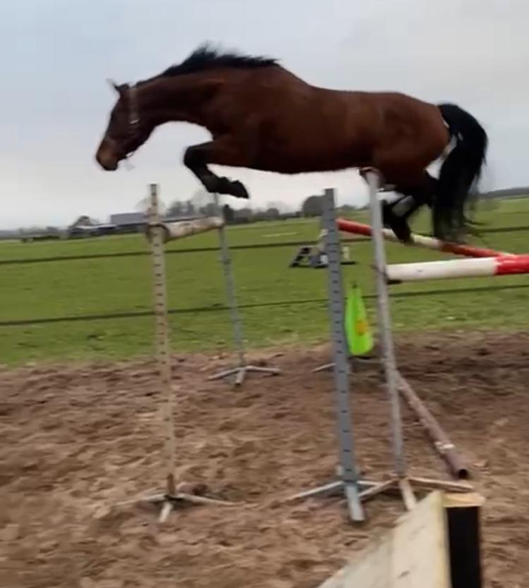 Fok merrie te koop, Dieren en Toebehoren, Paarden, Merrie, Springpaard
