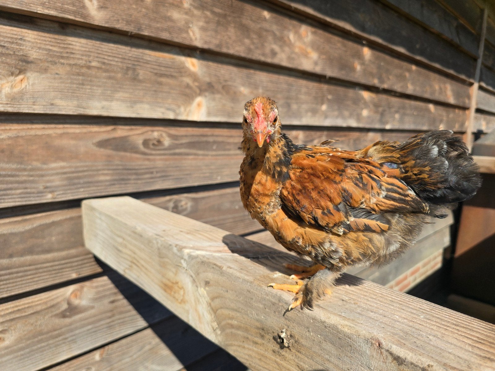 Kip, haantje, kuiken, Dieren en Toebehoren, Pluimvee, Mannelijk, Kip