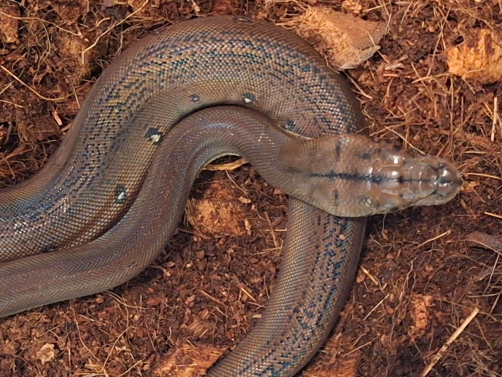 Nk 26 Python reticulatus  Goldenchild 100% het purple, Dieren en Toebehoren, Reptielen en Amfibieën, Slang