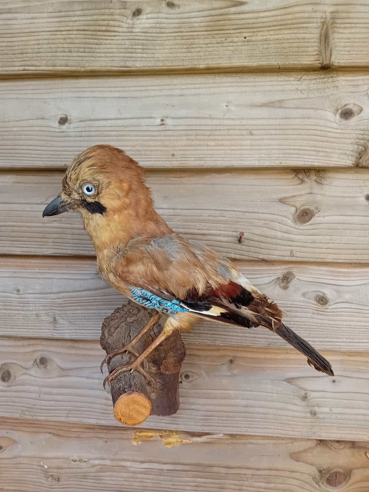 Opgezette Vlaamse Gaai taxidermie, Ophalen of Verzenden, Zo goed als nieuw, Vogel, Opgezet dier