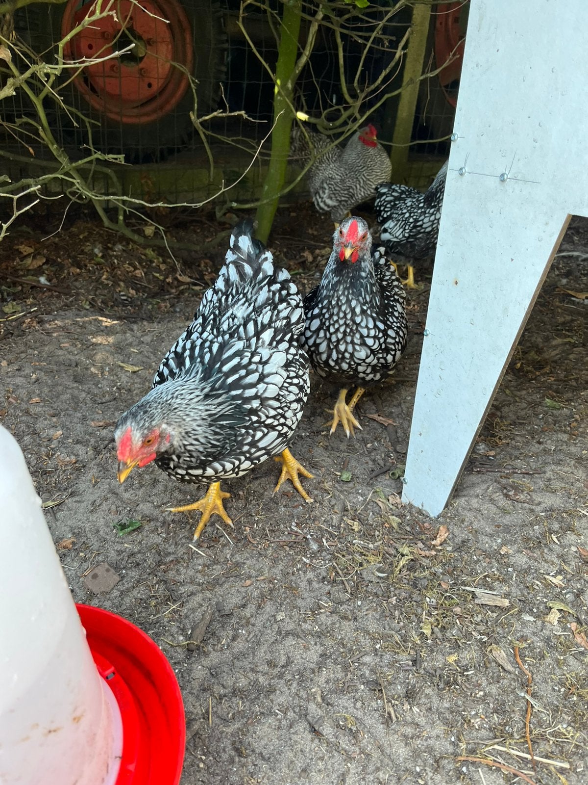 3 wyandotte kriel zilver zwart gezoomd, Meerdere dieren, Kip