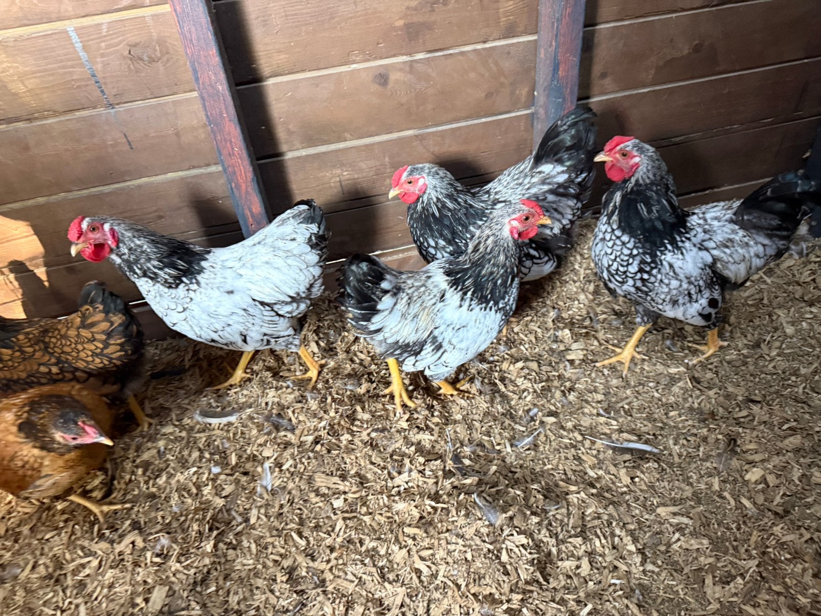 Wyandotte Hanen, Dieren en Toebehoren, Pluimvee, Mannelijk, Kip