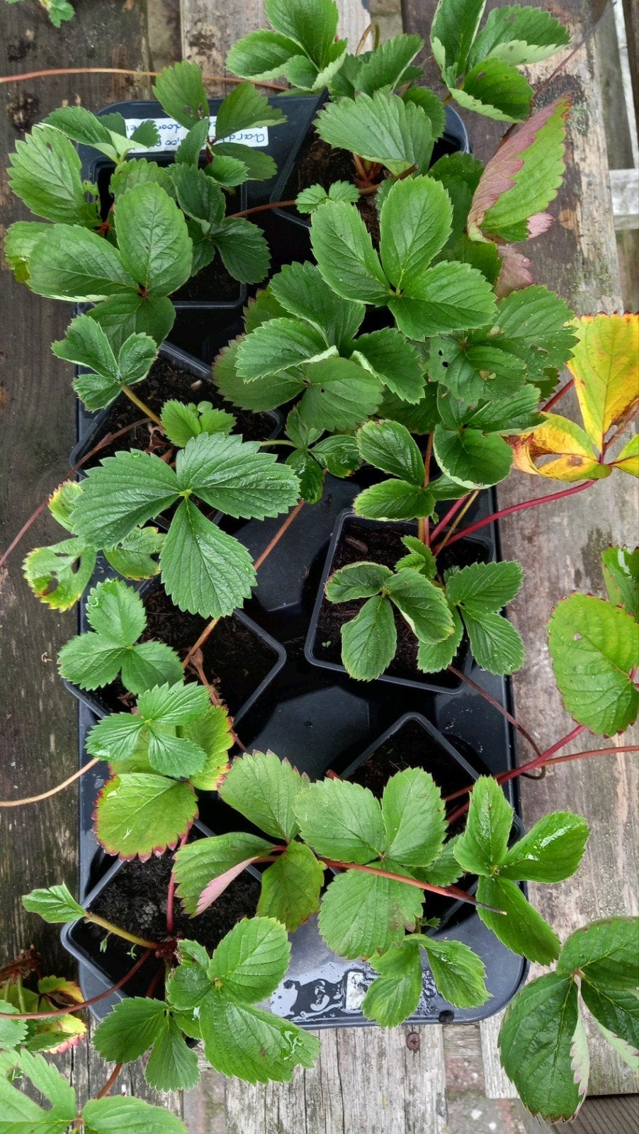 aardbeien planten, Ophalen, Vaste plant, Fruitplanten, Volle zon