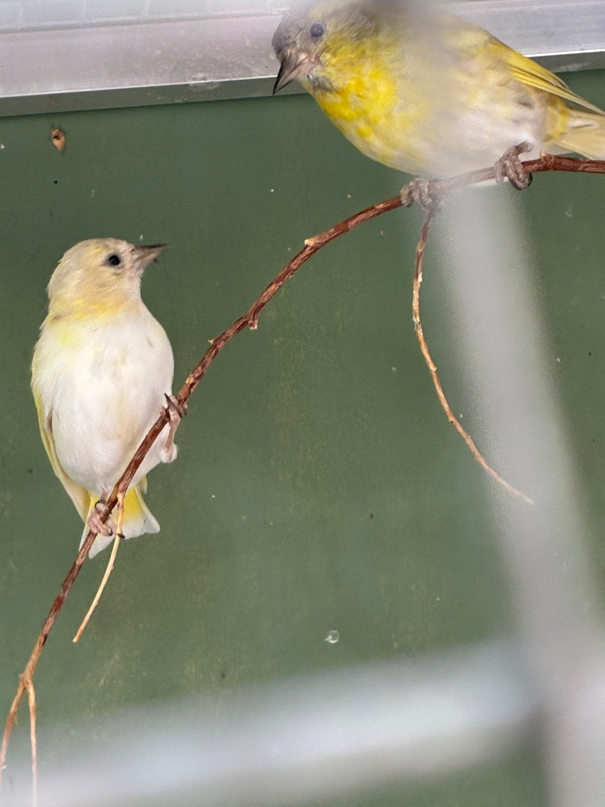 Koppel tsjechis gele sijzen + ivoor man, Meerdere dieren, Wildzangvogel, Geringd