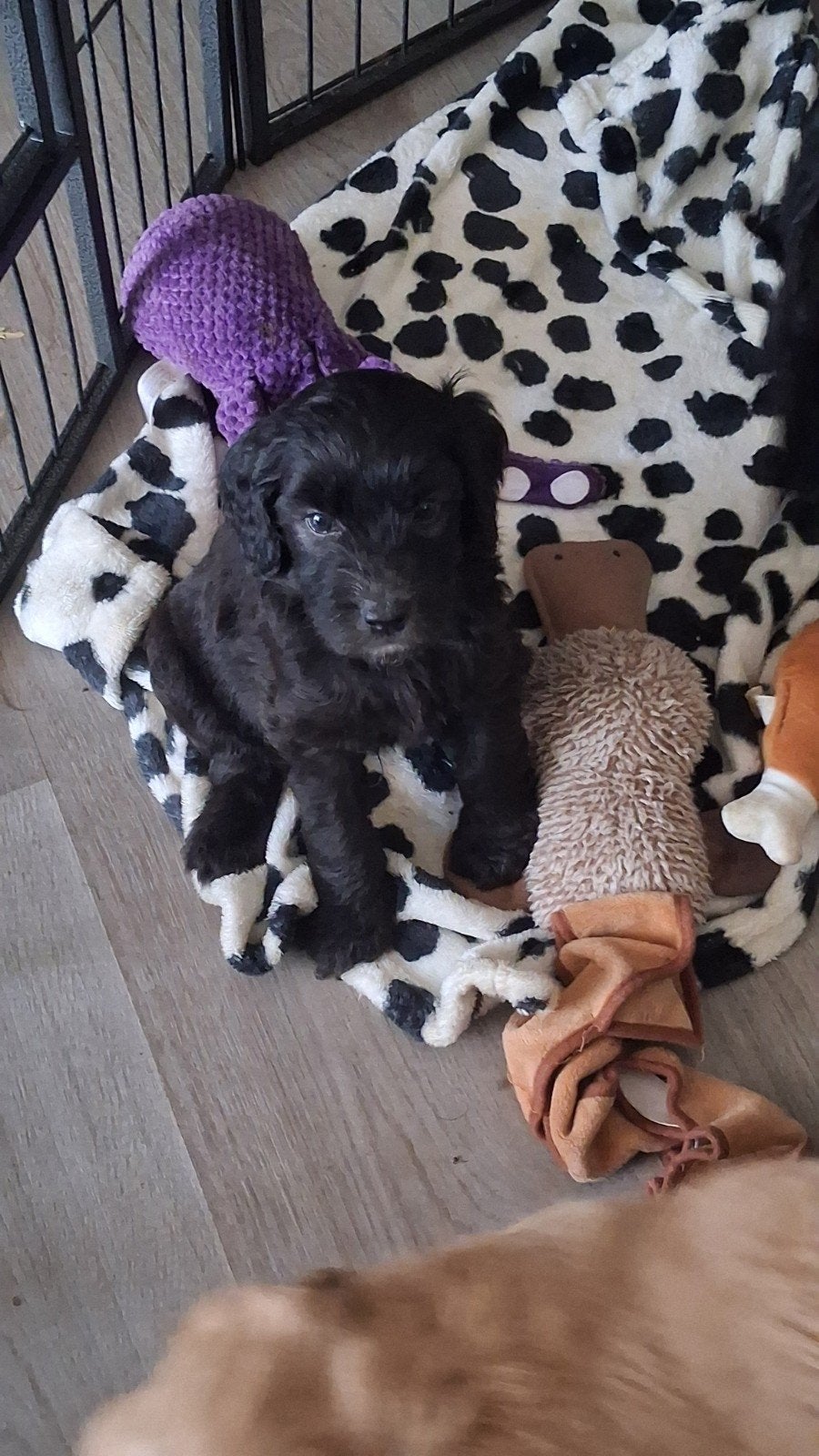 Laatste labradoodle f1b pups zoeken een liefdevol thuis, Dieren en Toebehoren, Overige rassen, 8 tot 15 weken, Meerdere, Meerdere dieren