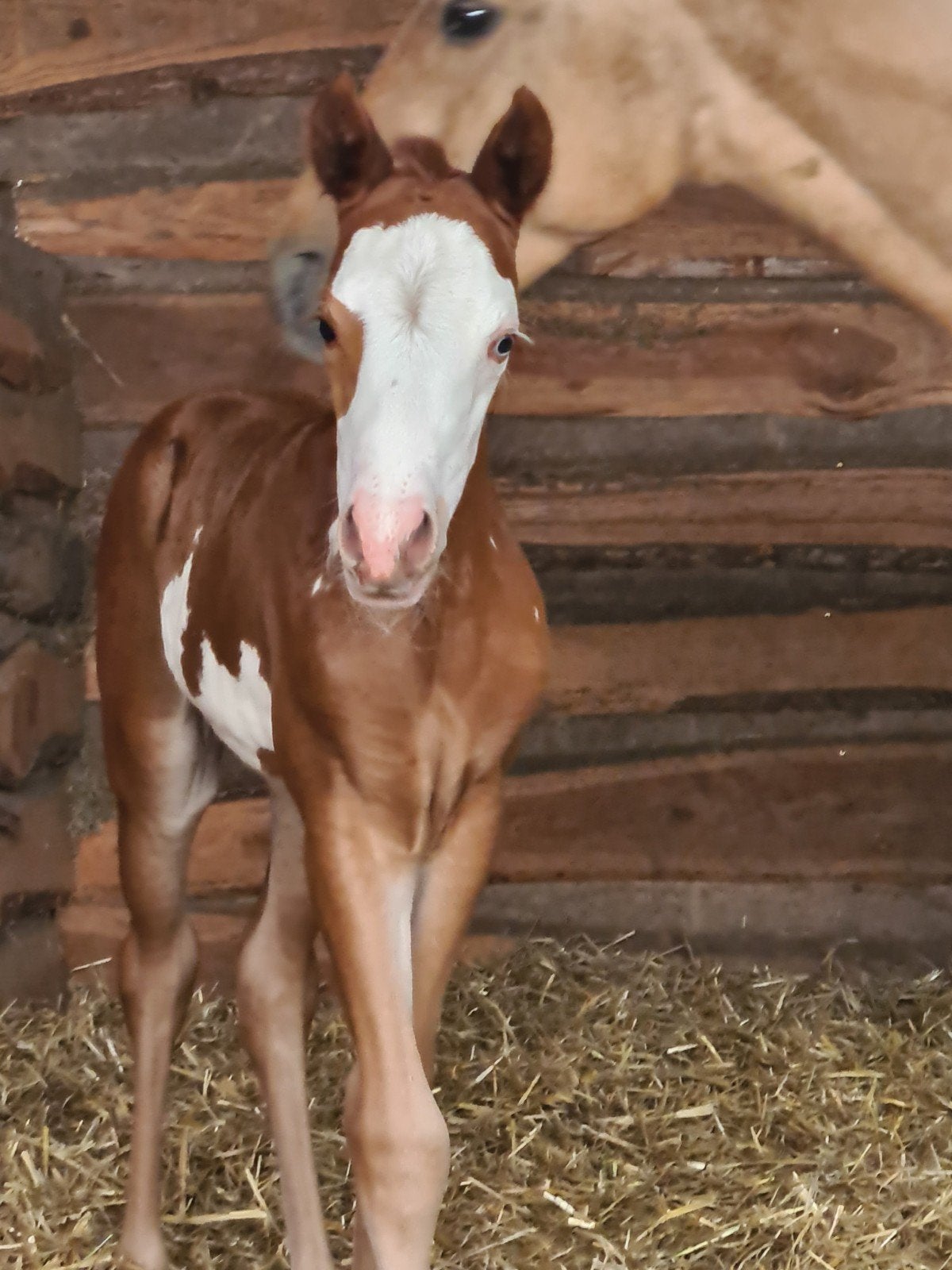 Paint Horse Merrie Veulen Sorrel Overo, Merrie, Minder dan 160 cm, Met stamboom, Niet van toepassing
