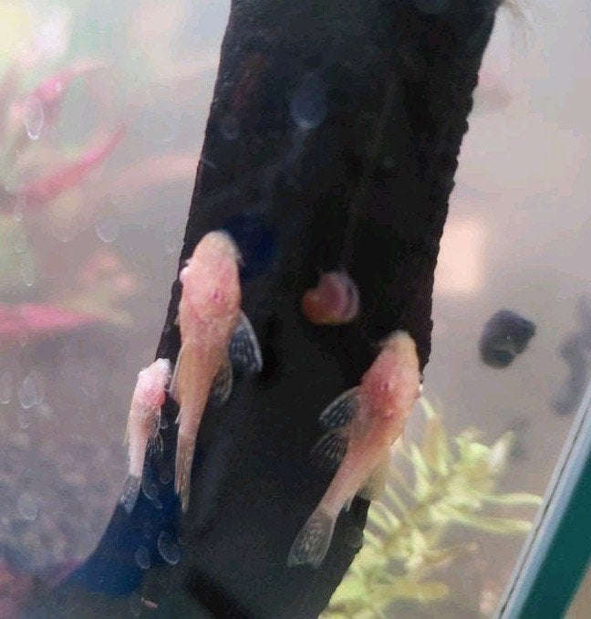 Jonge albino ancistrussen, Overige typen, Zoetwatervis, Schoolvis
