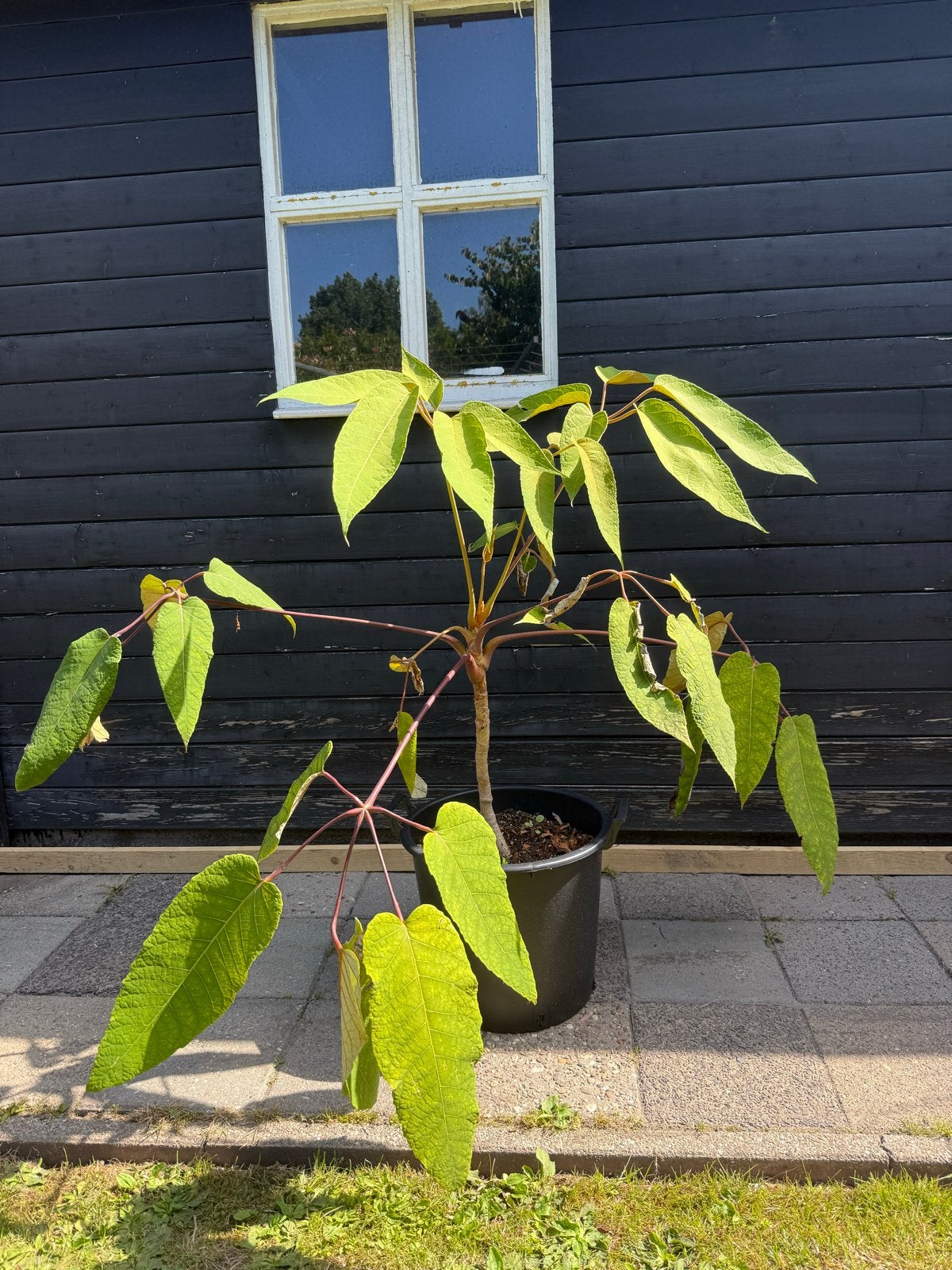 Schefflera Macrophylla, Vaste plant, Bloeit niet, Halfschaduw, Ophalen