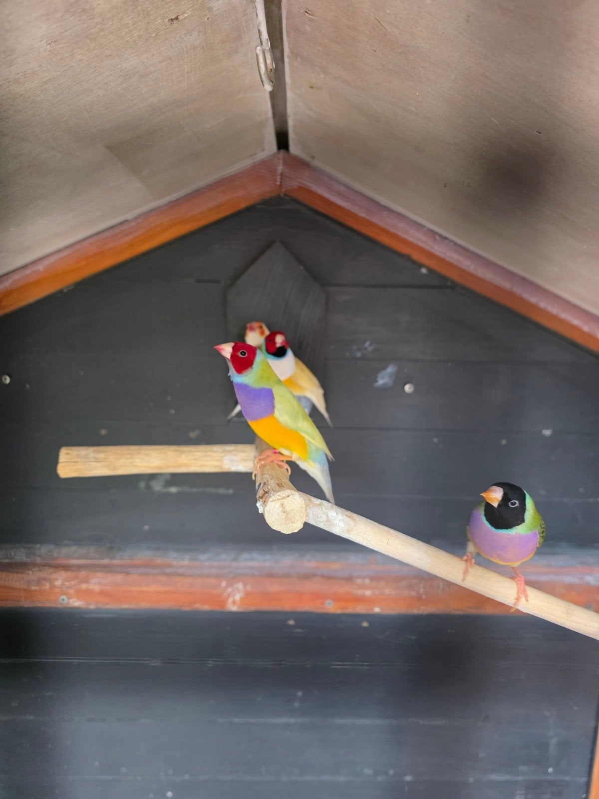 2 koppels gouldamadines 2 - 2 koudkweek natuurbroed, Dieren en Toebehoren, Vogels | Parkieten en Papegaaien, Meerdere dieren, Parkiet