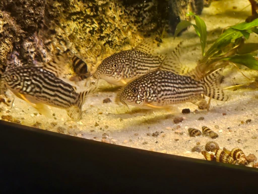 Corydoras Sterbai, Dieren en Toebehoren, Vissen | Aquariumvissen, Vis, Zoetwatervis, Schoolvis