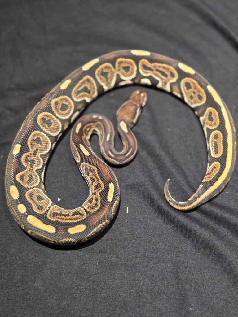 0.1 bongo black pastel het ultramel ball python, Slang, 0 tot 2 jaar