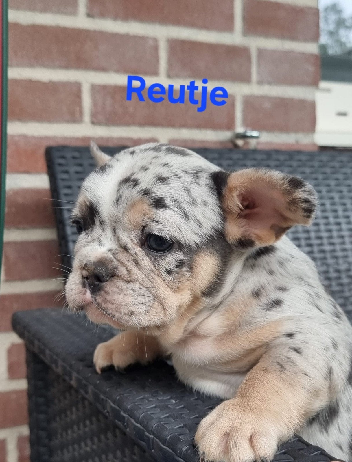 Franse bulldog pups, CDV (hondenziekte), 8 tot 15 weken, Bulldog, Meerdere