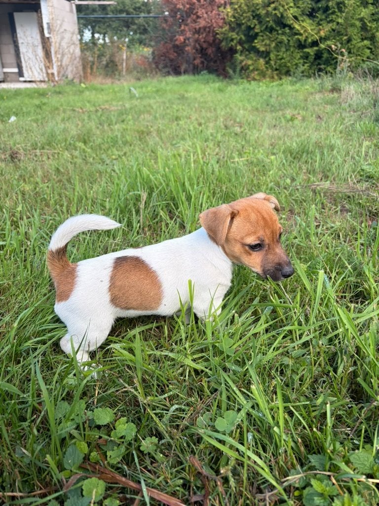 Jack russel pup, Jack Russell Terriër, 8 tot 15 weken, Meerdere, Meerdere dieren