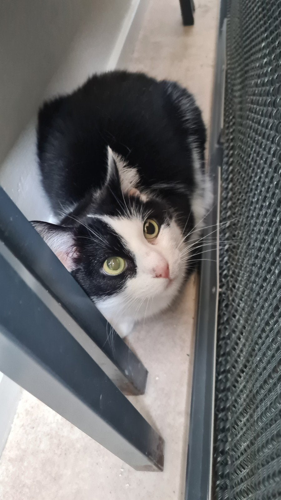 Katten ophalen (z,s,m) wegen overlijden, Dieren en Toebehoren, Poes