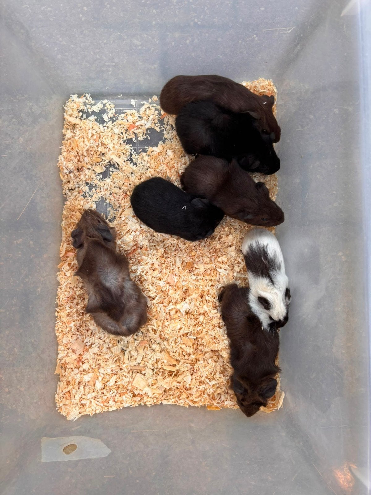 Jonge cavia's, Dieren en Toebehoren, Knaagdieren, Cavia, Mei, Meerdere dieren, Tam