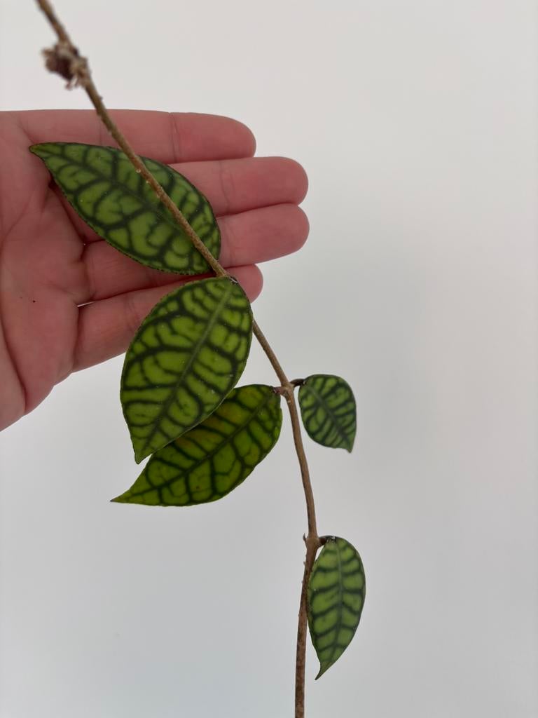 Hoya callistophylla, Huis en Inrichting, Kamerplanten, Ophalen of Verzenden, Halfschaduw, Minder dan 100 cm