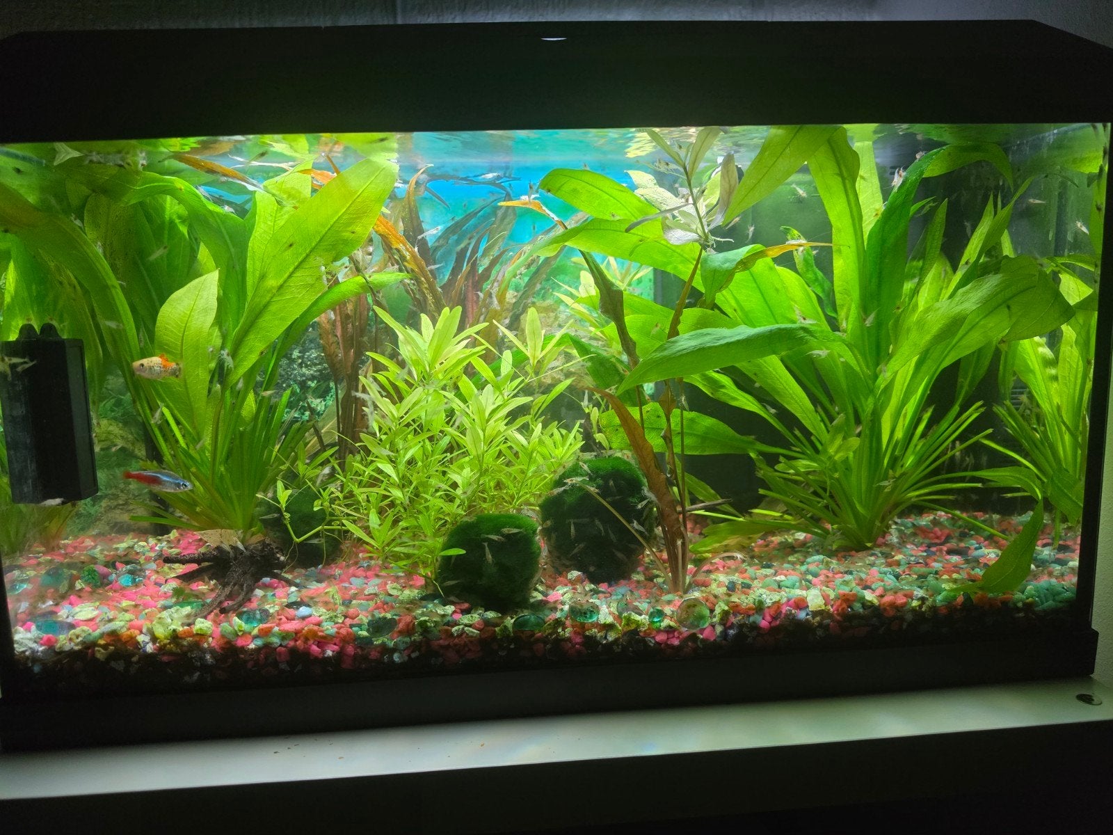 Aquarium 60L with New Biologische filter  (500+ Garnelen), Vis