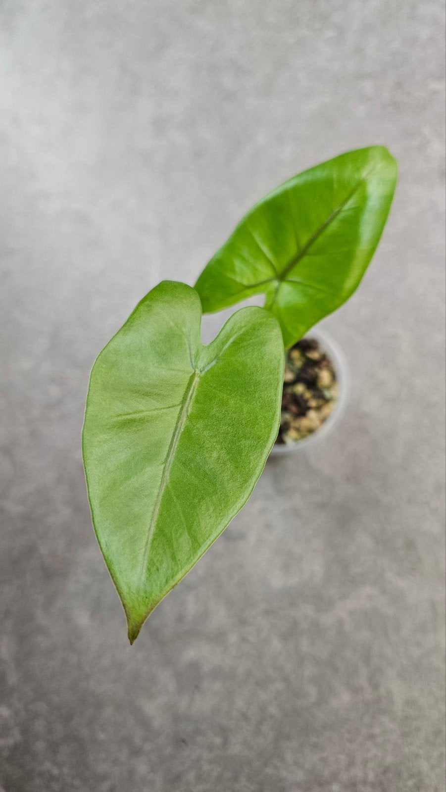 Alocasia macrorrhizos Black Stem, Ophalen of Verzenden, Halfschaduw, Minder dan 100 cm