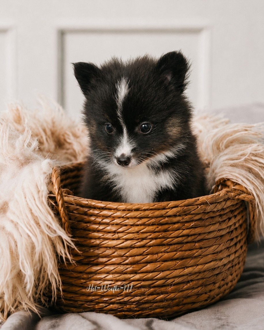Twix💙 tri-color Pomsky puppy, 8 tot 15 weken, Eén hond, Nederland, Fokker | Hobbymatig