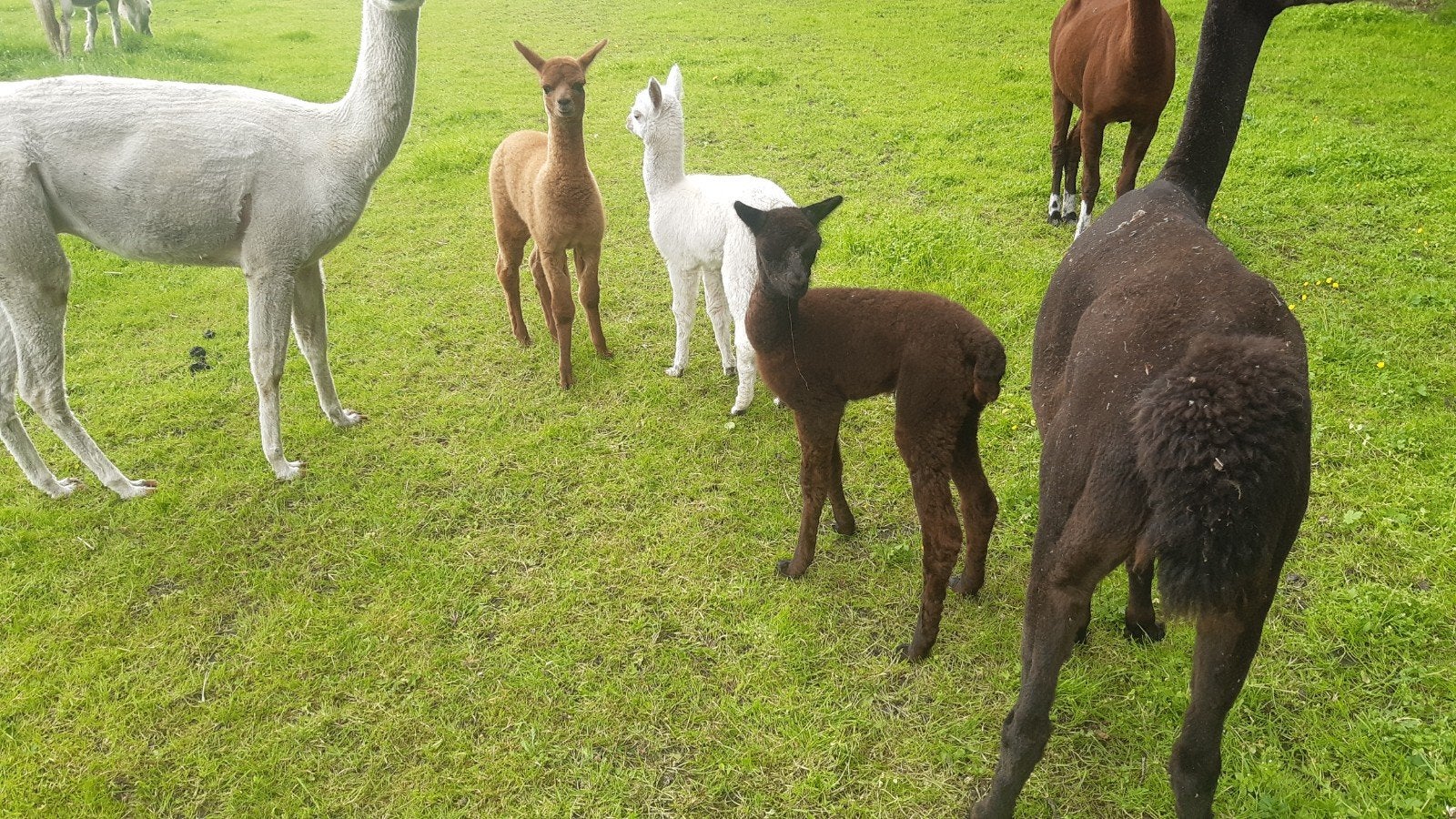 Alpacas met veulens, Dieren en Toebehoren, Overige Dieren, April, Meerdere dieren