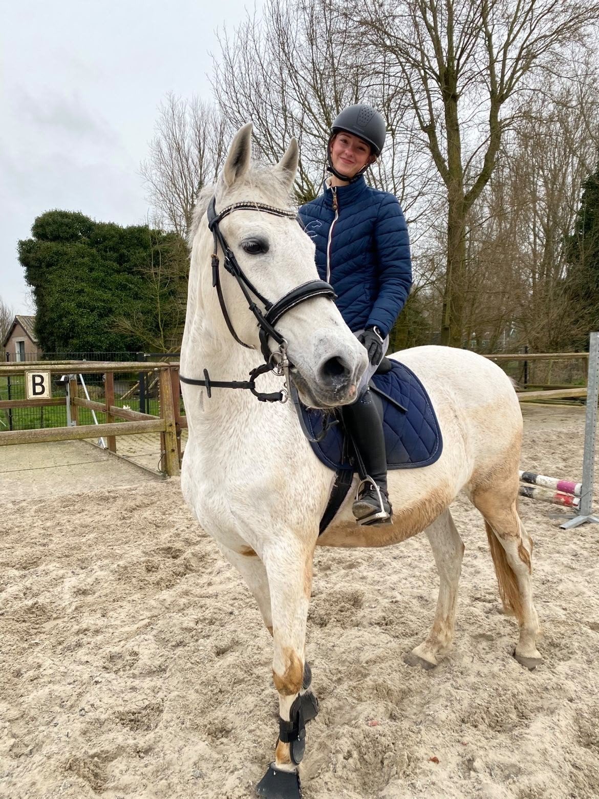 pre paard, Dieren en Toebehoren, Ruin, 11 jaar of ouder