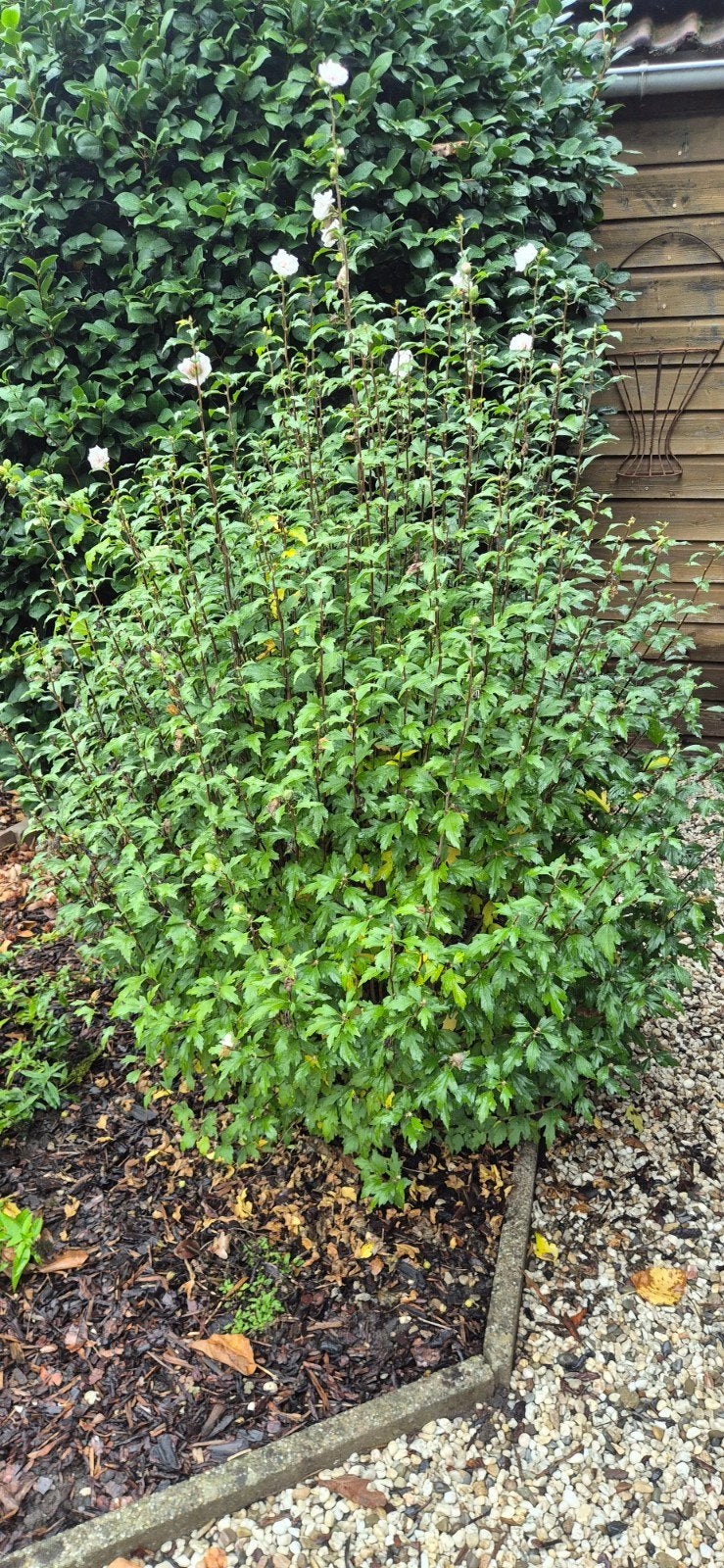 hibiscus wit, Tuin en Terras, Ophalen of Verzenden