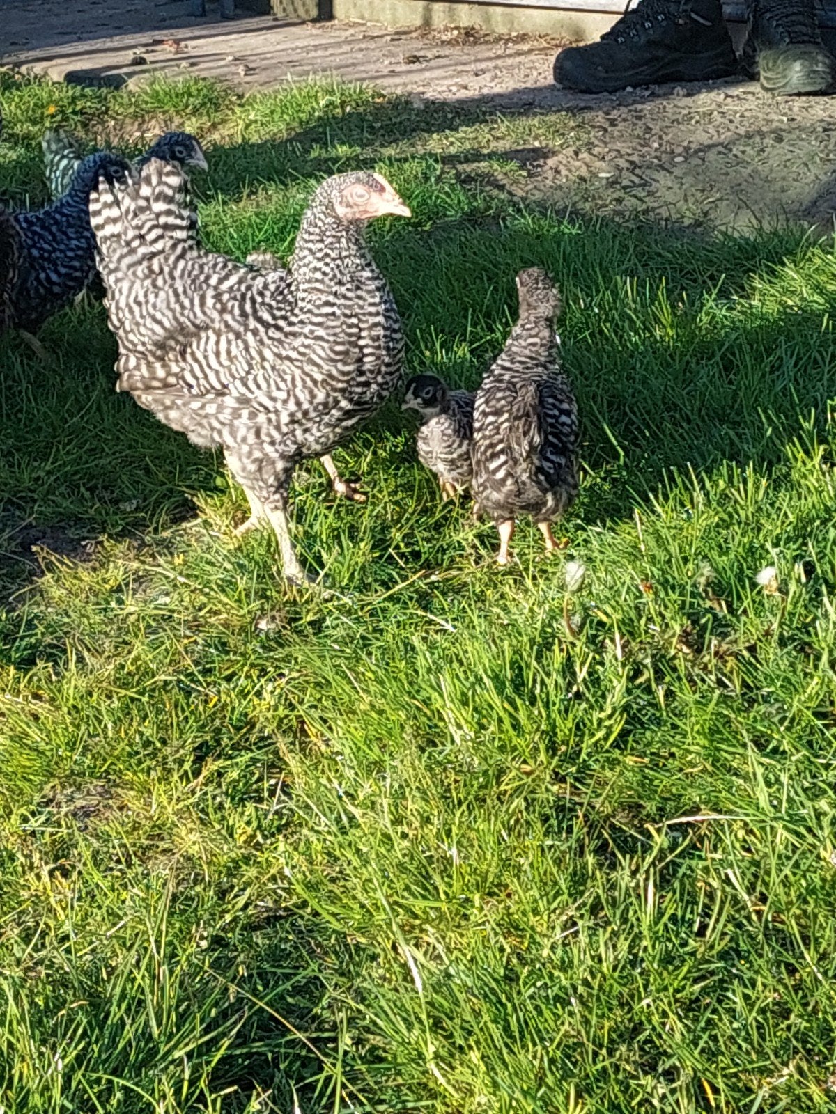 Amrock kippen 13 weken oud, Dieren en Toebehoren, Pluimvee, Kip, Vrouwelijk