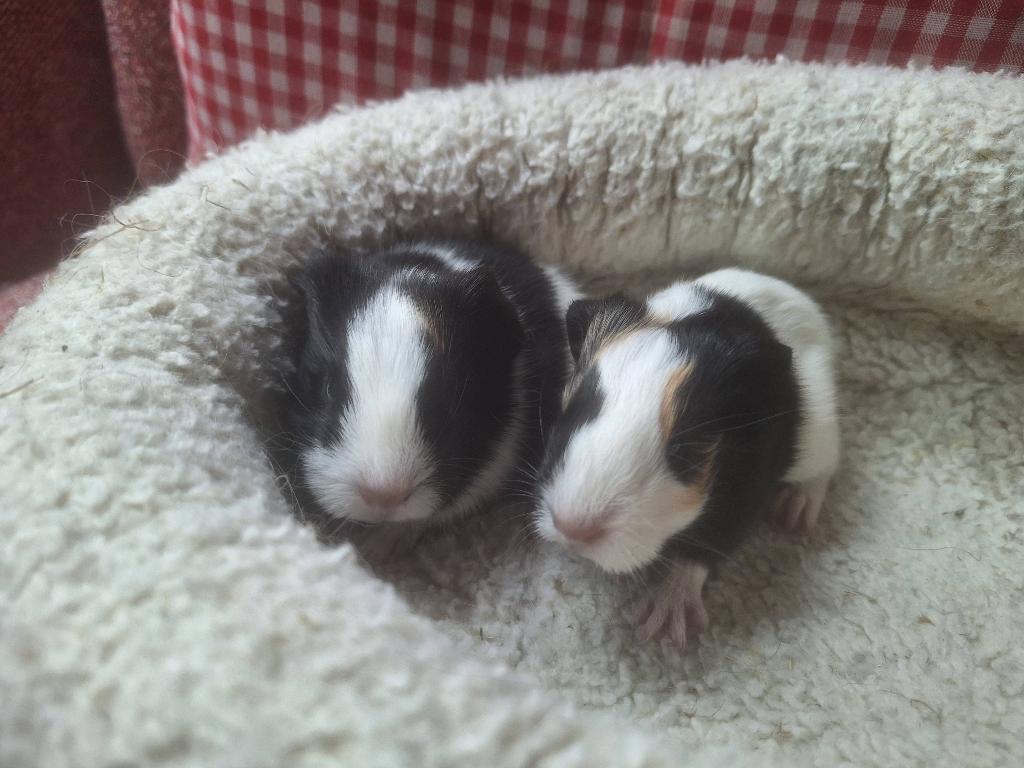 Cavia's, Dieren en Toebehoren, Knaagdieren, Cavia, Vrouwelijk, Mei, Tam