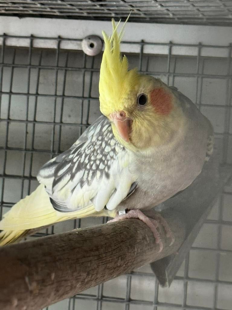 Valkparkiet mannen, Dieren en Toebehoren, Vogels | Parkieten en Papegaaien, Mannelijk, Parkiet