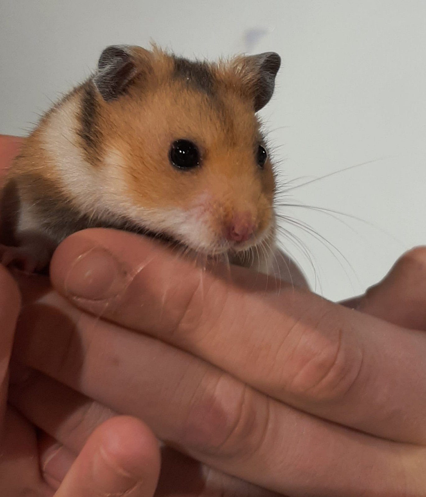 Syriche hamsters super lief en super tam, Dieren en Toebehoren, Hamster, Augustus, Meerdere dieren, Tam