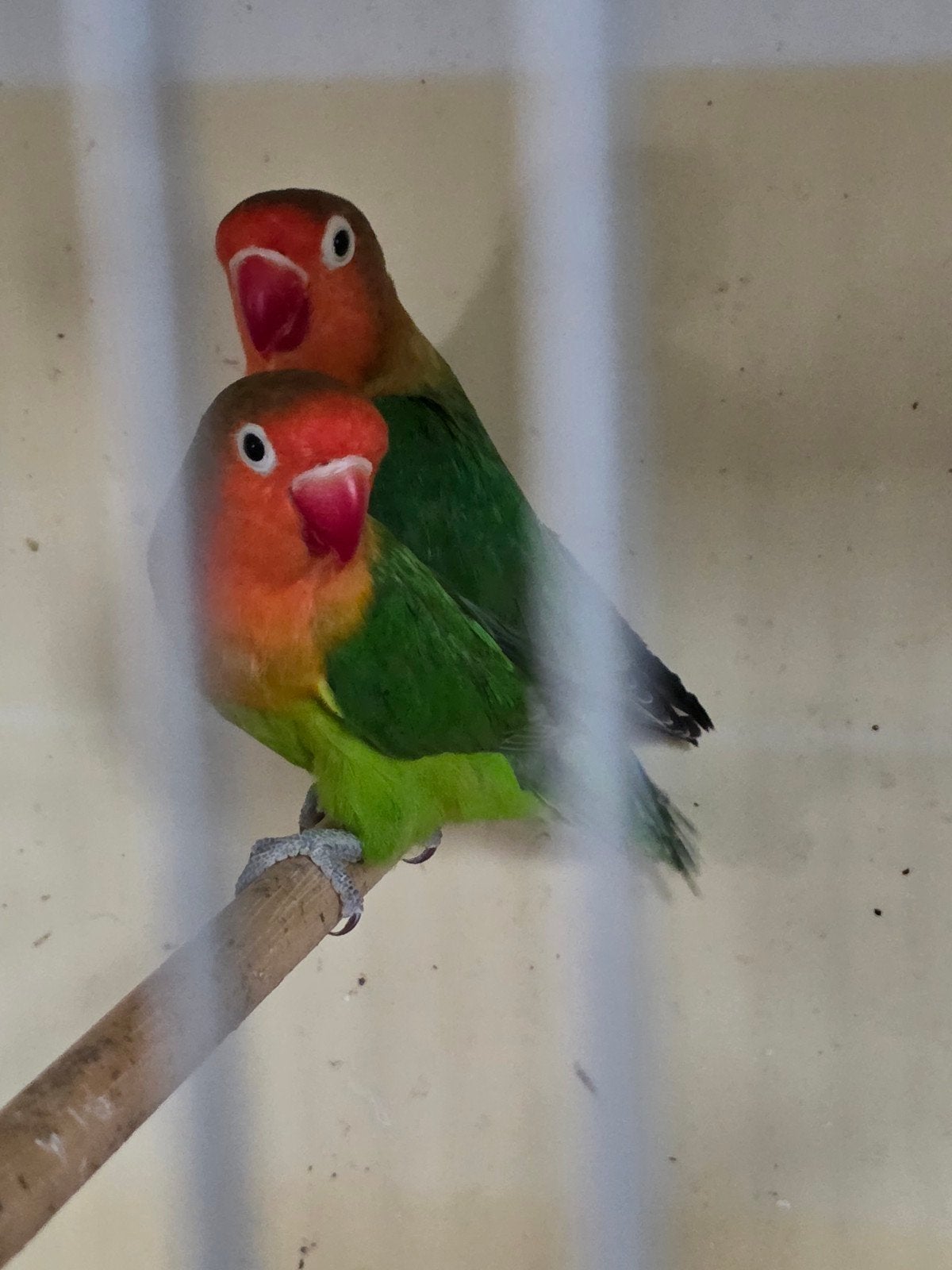Fischerie agarpornis, Dieren en Toebehoren, Geslacht onbekend, Dwergpapegaai of Agapornis, Tam