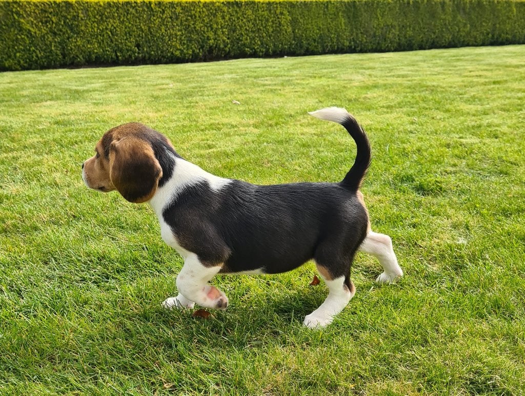 beagle pups, België, Beagle, 15 weken tot 1 jaar, Parvo
