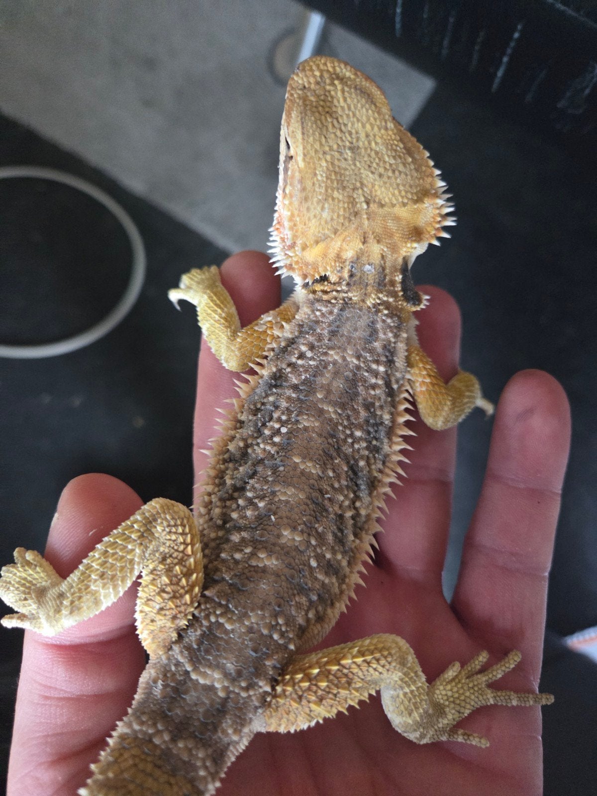 Baardagaam Pogona Vitticeps Citrus Dunner Bearded Dragon photo 2