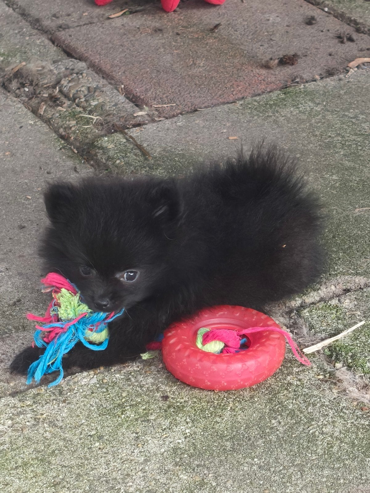prachtige pomchi pups, Dieren en Toebehoren, Overige rassen, CDV (hondenziekte), 8 tot 15 weken, Meerdere