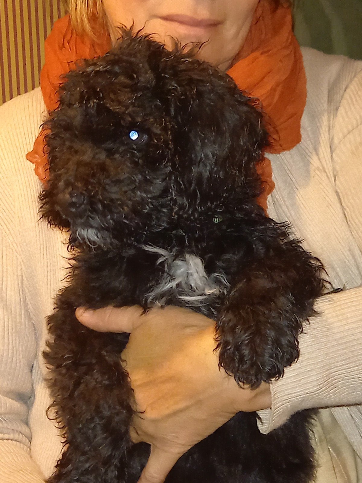 Bijzonder schattige labradoodle pup, Reu, CDV (hondenziekte), 8 tot 15 weken, Eén hond