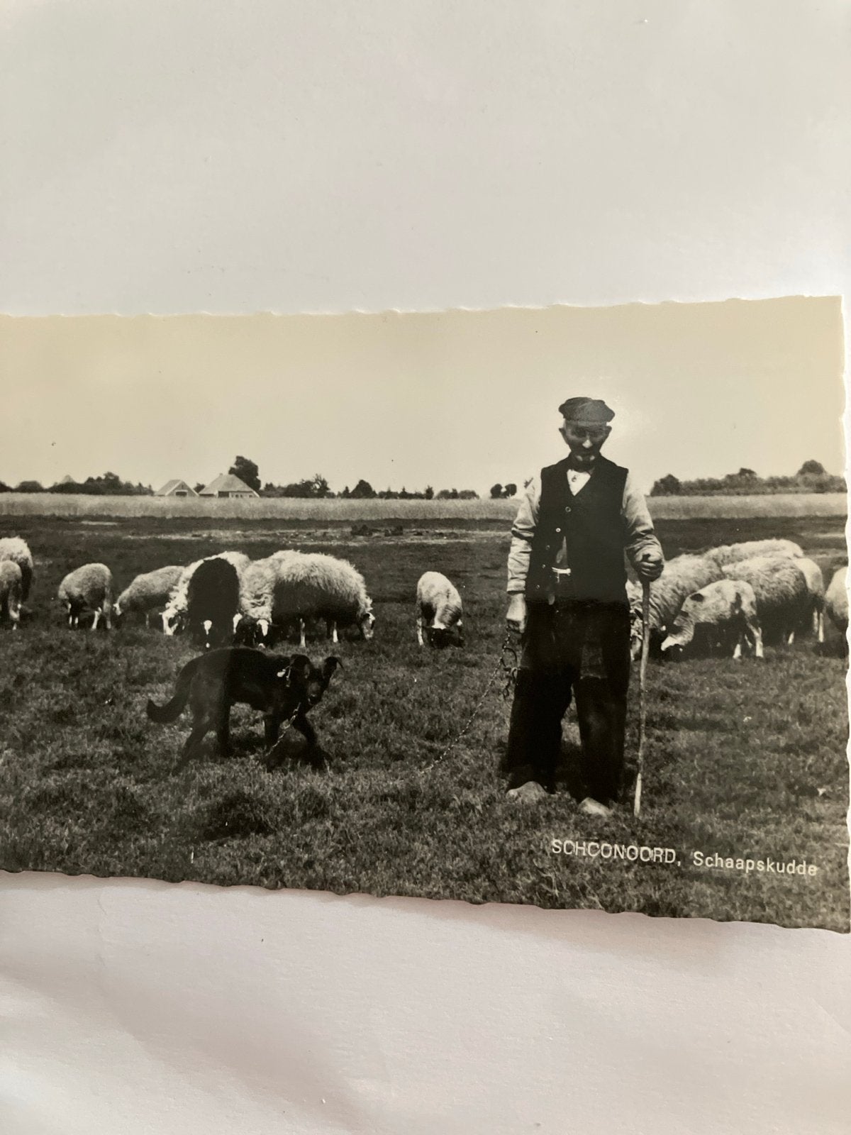 Oude Ansichtkaart Schoonoord Schaapskudde, Verzamelen, Ophalen of Verzenden, Voor 1920, Ongelopen, Drenthe