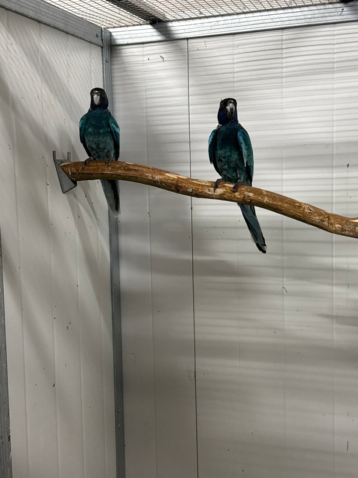 Diverse soorten vogels aangeboden en gezocht, Meerdere dieren, Parkiet, Geringd