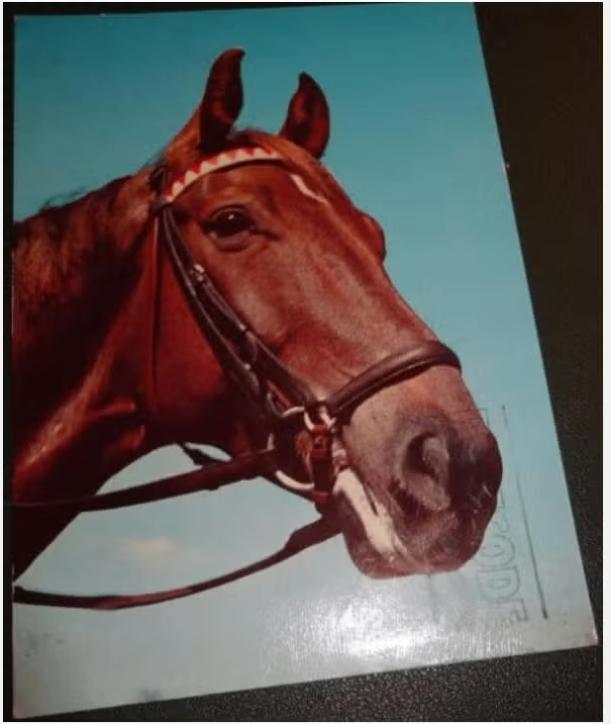 Paarden - Trotse kijk - deel poststempel op voorkant kaart, Verzenden, 1980 tot heden, Gelopen, Paard