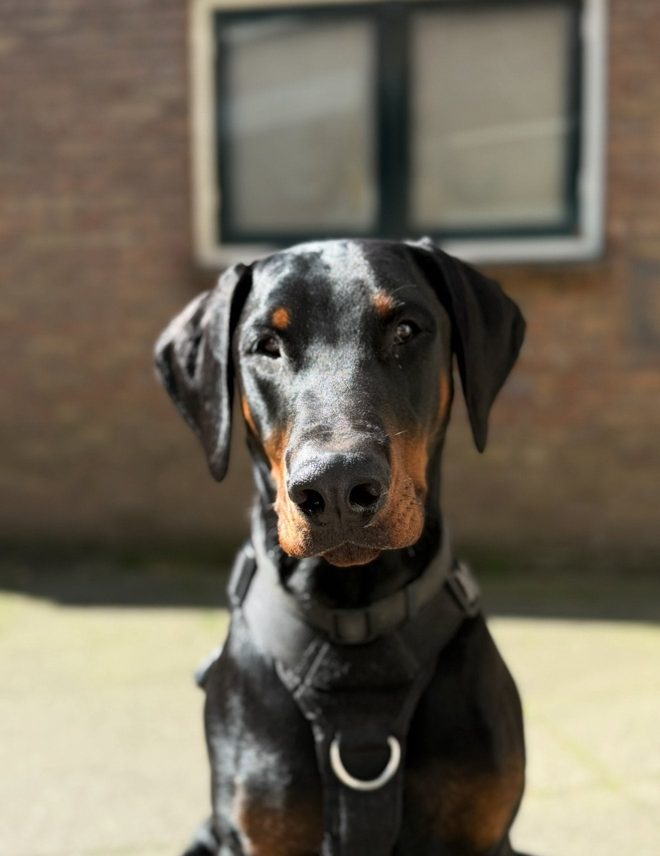 Dobermann reu herplaatser., België, Standaard, Particulier, Reu