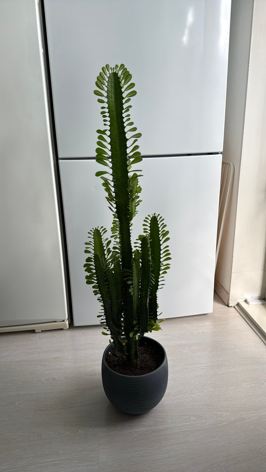 Prachtige euphorbia kamerplant, Ophalen, In pot, Halfschaduw, 100 tot 150 cm