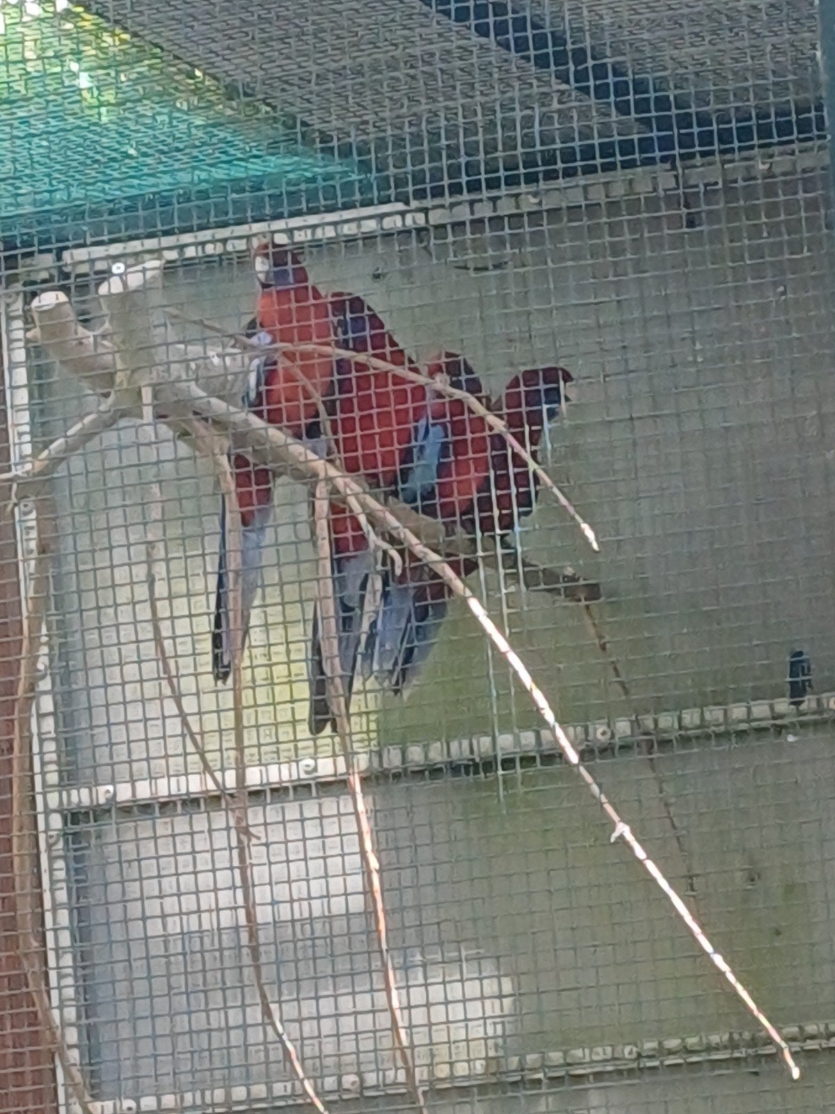 Jonge Pennant Rosella  8 stuks, Dieren en Toebehoren, Vogels | Parkieten en Papegaaien, Meerdere dieren, Parkiet
