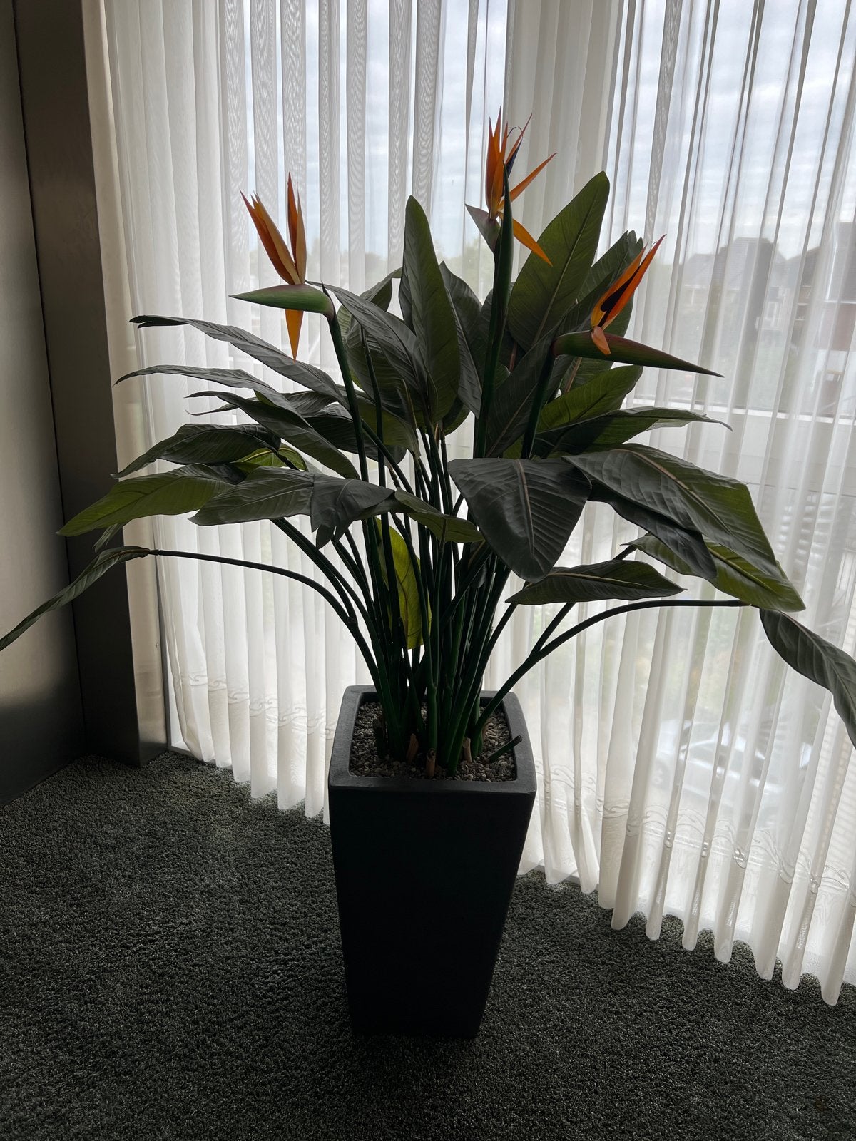 Grote Kunst Strelitzia Plant met Pot - Onderhoudsvrij, Ophalen, Binnen, Groen, 160 cm