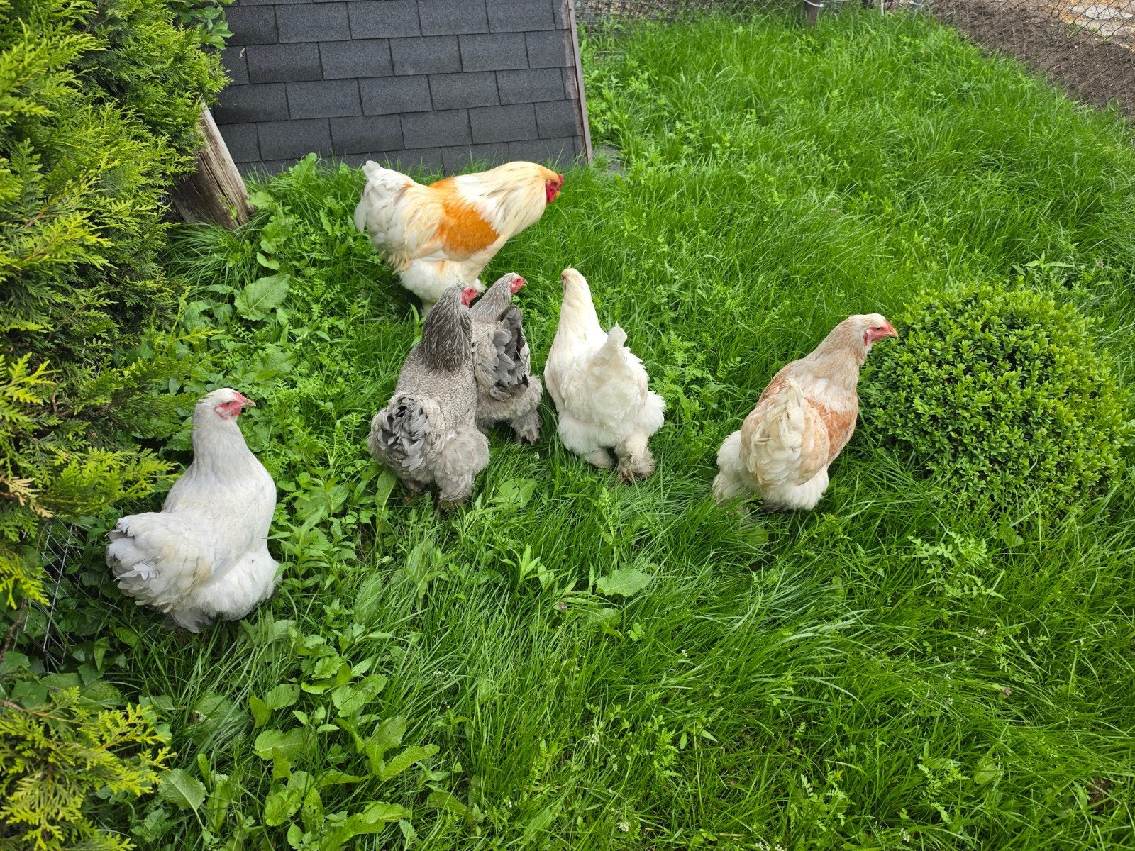 Tekoop broedeieren van brahma, Dieren en Toebehoren, Pluimvee, Geslacht onbekend, Kip