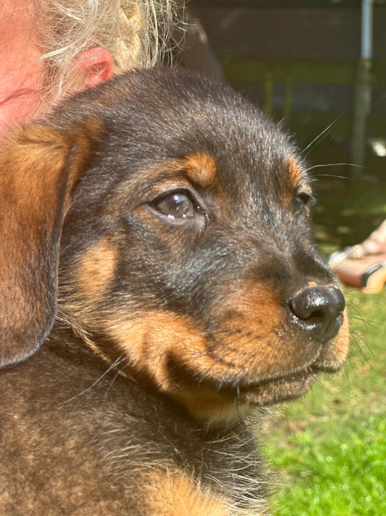 Lieve en speelse puppy’s Rottweiler/Herder, HCC (leverziekte), 8 tot 15 weken, Groot, Meerdere