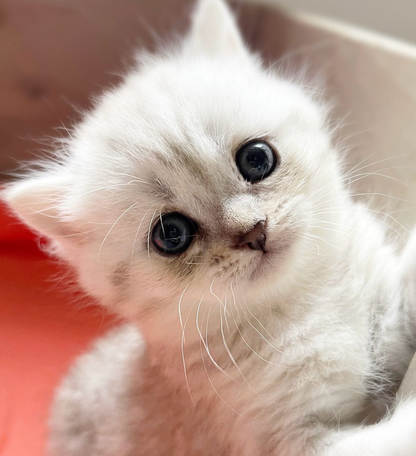 Prachtige lieve silver tabby/shaded britse korthaar kittens!, Dieren en Toebehoren, Meerdere dieren, Ontwormd, 0 tot 2 jaar