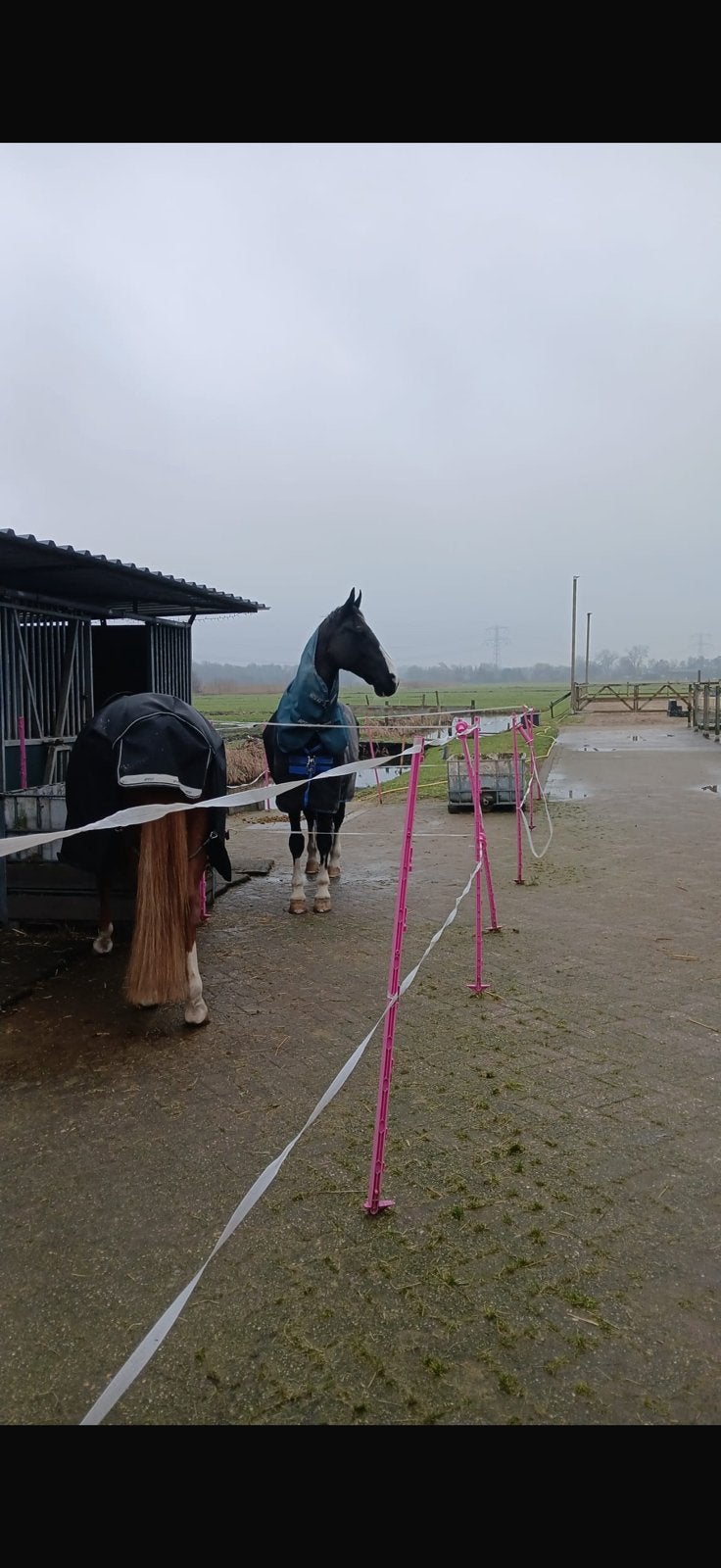 Stal vrij prive stal diemen, Dieren en Toebehoren, Weidegang, 1 paard of pony