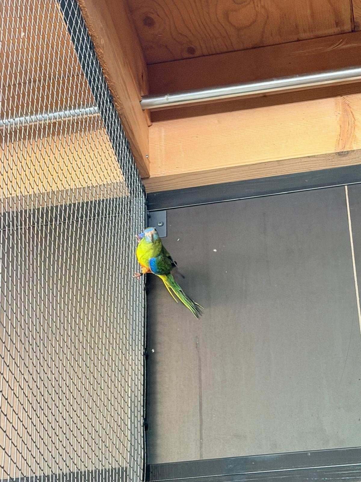 Turquoisine pop, Dieren en Toebehoren, Vogels | Parkieten en Papegaaien, Vrouwelijk, Parkiet