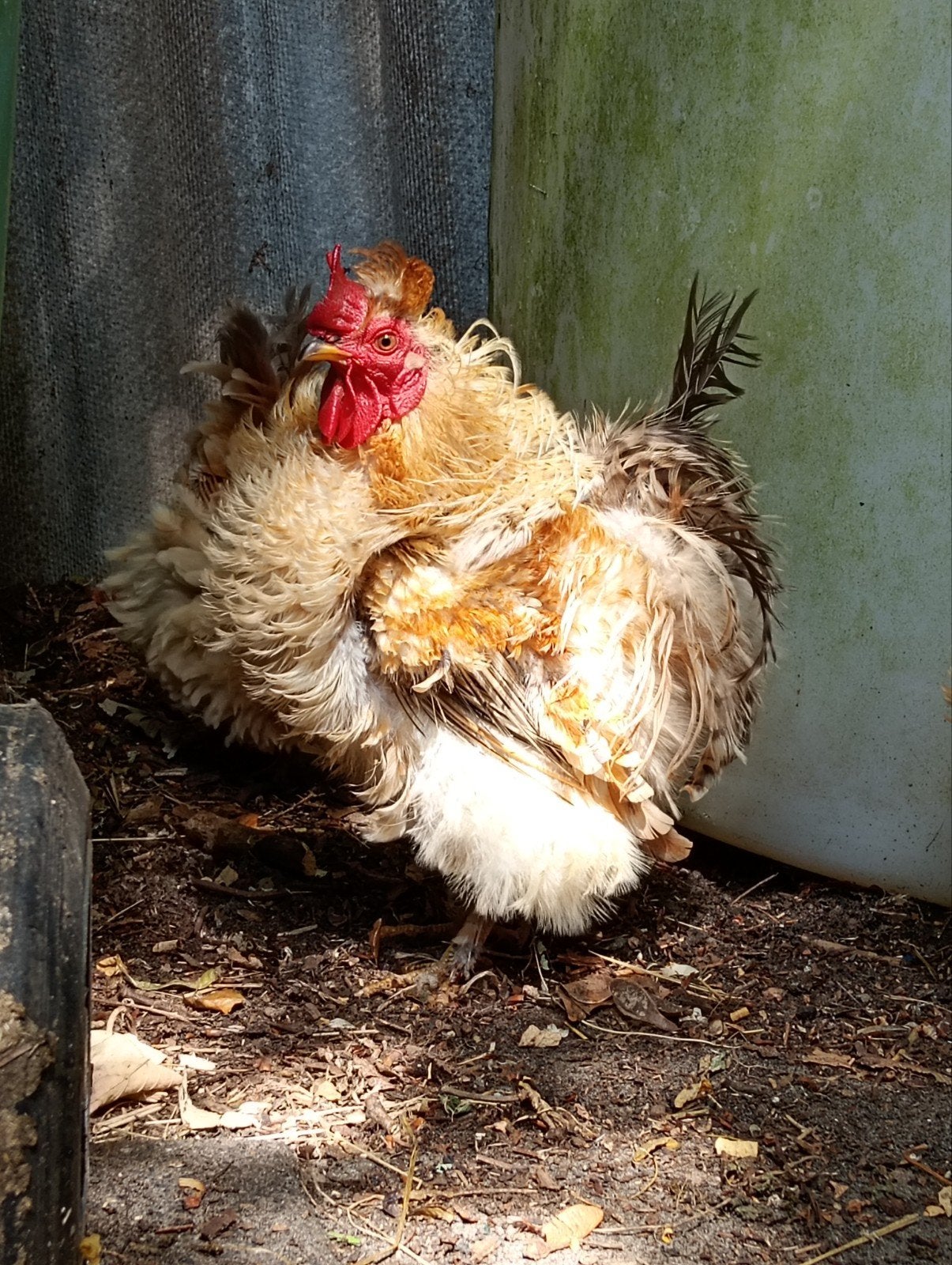 krulveer haan, Dieren en Toebehoren, Pluimvee, Mannelijk, Kip